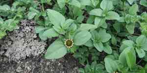 Yellow creeping zinnia(Sanvitalia ocymoides)