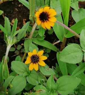 Mexican creeping zinnia(Sanvitalia procumbens)