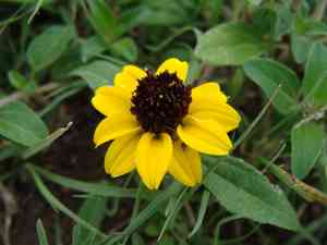 Mexican creeping zinnia(Sanvitalia procumbens)