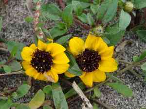 Mexican creeping zinnia(Sanvitalia procumbens)