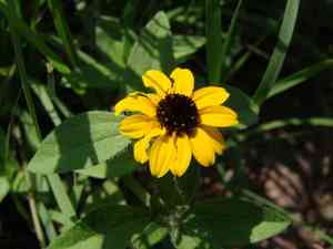 Mexican creeping zinnia(Sanvitalia procumbens)