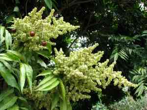 Wingleaf soapberry(Sapindus saponaria)