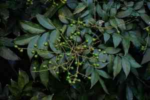 Wingleaf soapberry(Sapindus saponaria)