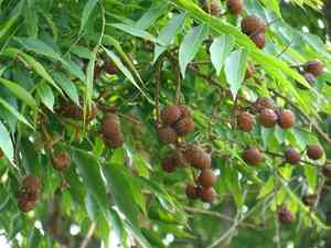 Wingleaf soapberry(Sapindus saponaria)