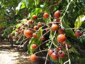 Wingleaf soapberry(Sapindus saponaria)