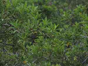 Bolivian rubber(Sapium glandulosum)