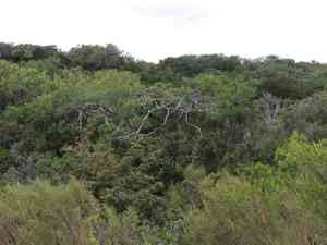 Bolivian rubber(Sapium glandulosum)