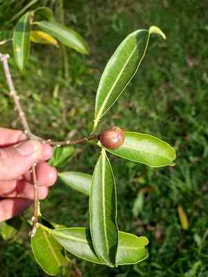 Bolivian rubber(Sapium glandulosum)