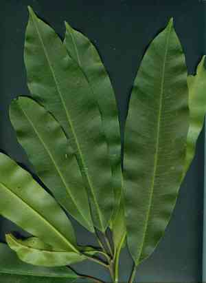Bolivian rubber(Sapium glandulosum)