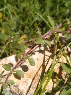 Rock soapwort(Saponaria ocymoides)