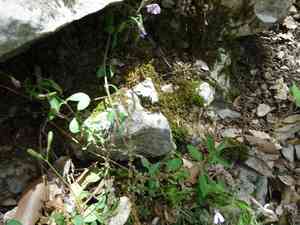 Rock soapwort(Saponaria ocymoides)
