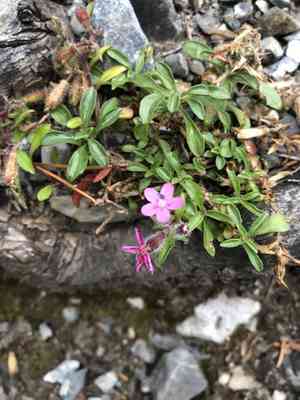 Rock soapwort(Saponaria ocymoides)