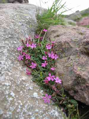 Rock soapwort(Saponaria ocymoides)