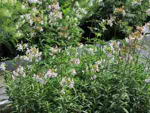 Bouncing-bet(Saponaria officinalis)