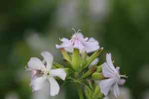 Bouncing-bet(Saponaria officinalis)