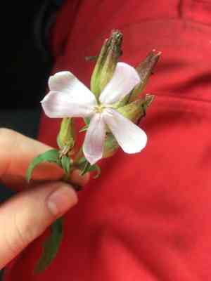Bouncing-bet(Saponaria officinalis)