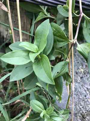 Bouncing-bet(Saponaria officinalis)