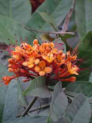 Ashoka tree(Saraca asoca)