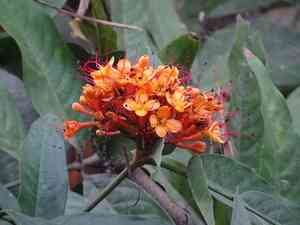 Ashoka tree(Saraca asoca)