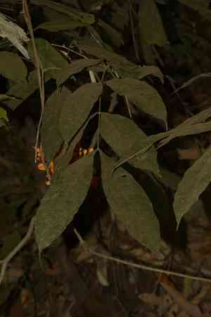 Ashoka tree(Saraca asoca)