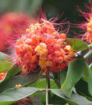 Ashoka tree(Saraca asoca)