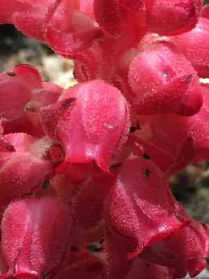 Snow plant(Sarcodes sanguinea)