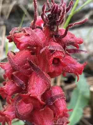 Snow plant(Sarcodes sanguinea)