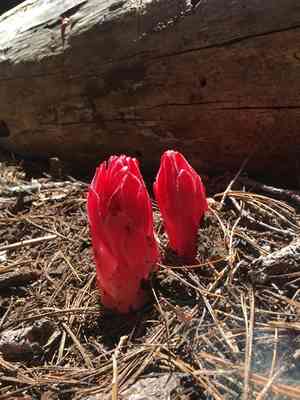 Snow plant(Sarcodes sanguinea)