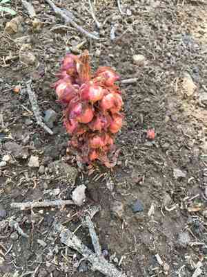 Snow plant(Sarcodes sanguinea)
