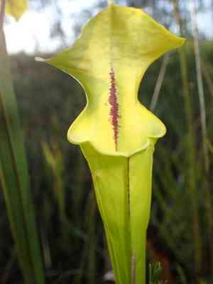 Yellow pitcherplant(Sarracenia flava)