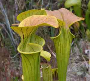 Yellow pitcherplant(Sarracenia flava)