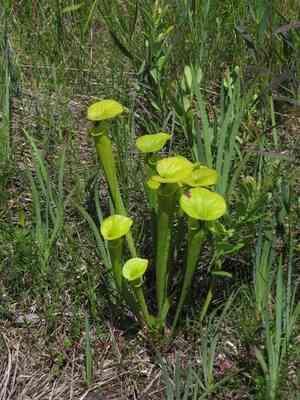Yellow pitcherplant(Sarracenia flava)