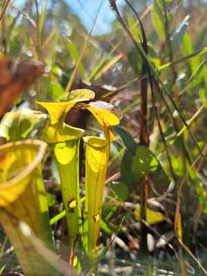 Yellow pitcherplant(Sarracenia flava)