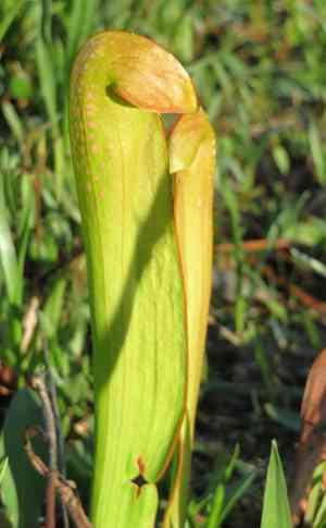 Hooded pitcher plant(Sarracenia minor)
