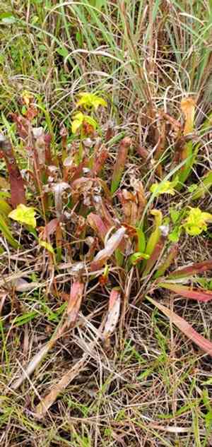 Hooded pitcher plant(Sarracenia minor)