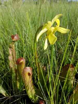Hooded pitcher plant(Sarracenia minor)