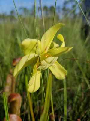 Hooded pitcher plant(Sarracenia minor)
