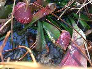Parrot pitcherplant(Sarracenia psittacina)
