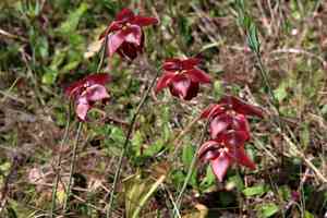 Parrot pitcherplant(Sarracenia psittacina)