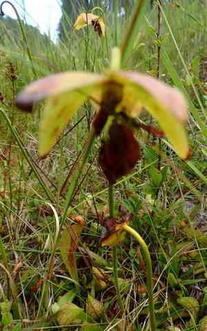 Parrot pitcherplant(Sarracenia psittacina)