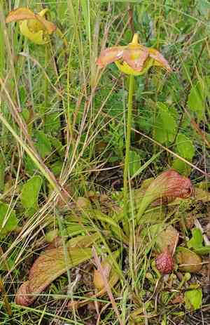 Parrot pitcherplant(Sarracenia psittacina)