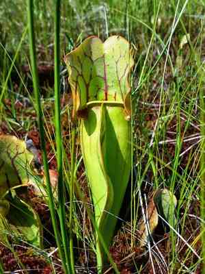 Purple pitcher plant(Sarracenia purpurea)