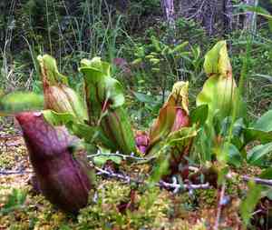 Purple pitcher plant(Sarracenia purpurea)