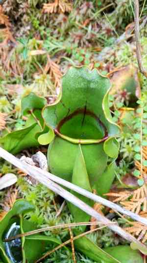 Purple pitcher plant(Sarracenia purpurea)
