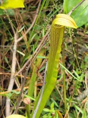 Sweet pitcherplant(Sarracenia rubra)