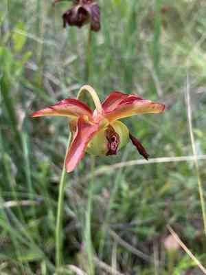 Sweet pitcherplant(Sarracenia rubra)