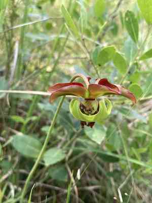 Sweet pitcherplant(Sarracenia rubra)