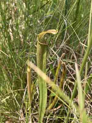 Sweet pitcherplant(Sarracenia rubra)
