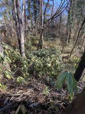 Broad-leaved bamboo(Sasa palmata)