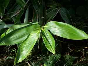 Broad-leaved bamboo(Sasa palmata)